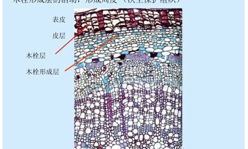 绿针的功效与作用视频-绿针花可以食用吗有毒吗,中国绿针功效网站